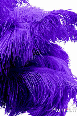 Struzzo - 30-40 cm - viola